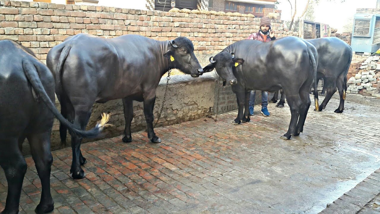 FOR SALE : 4 Young Murrah Buffaloes available for Buyers.
