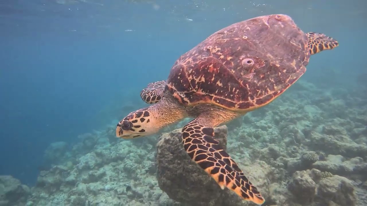 Maledivy - Nova Maldives - želvy, sea turtles