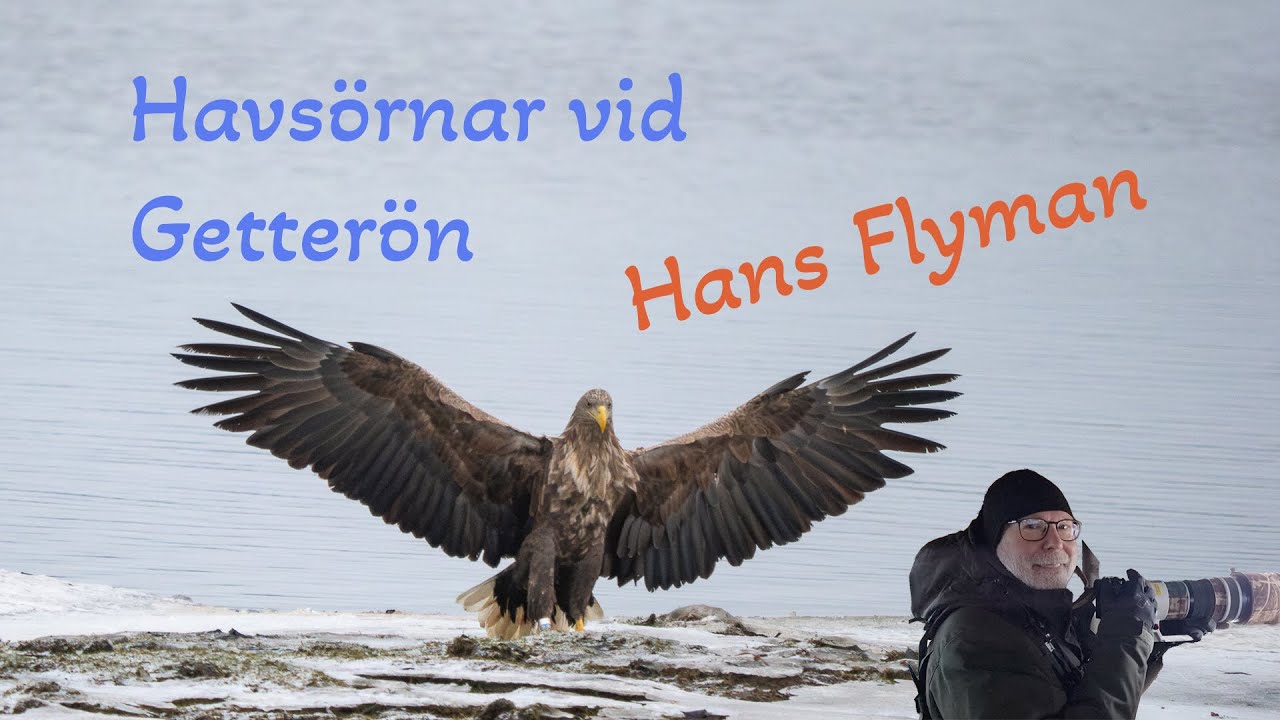 Örnar vid Getterön