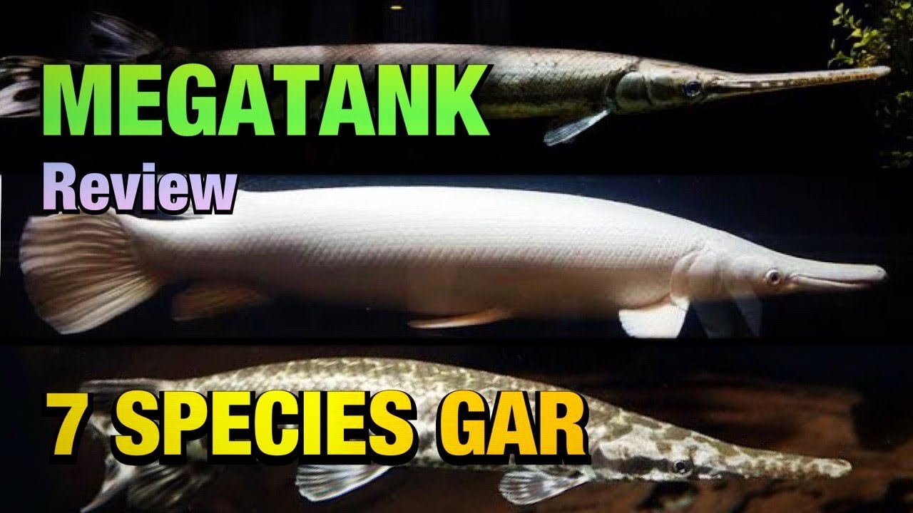 REVIEW SPECIES GAR DI MEGATANK IKAN PREDATOR - CUMA TAU ALIGATOR GAR ?