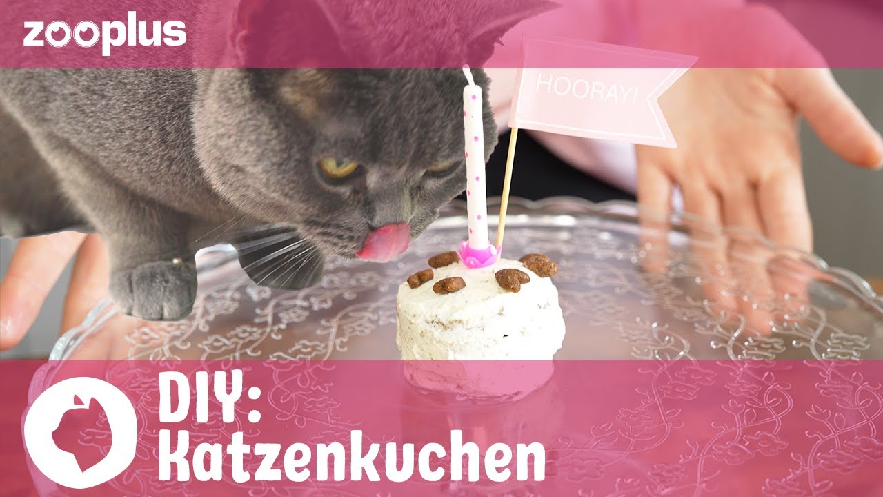 Kuchen für Katzen backen | Tierisch einfach: DIY mit Luisa | zooplus