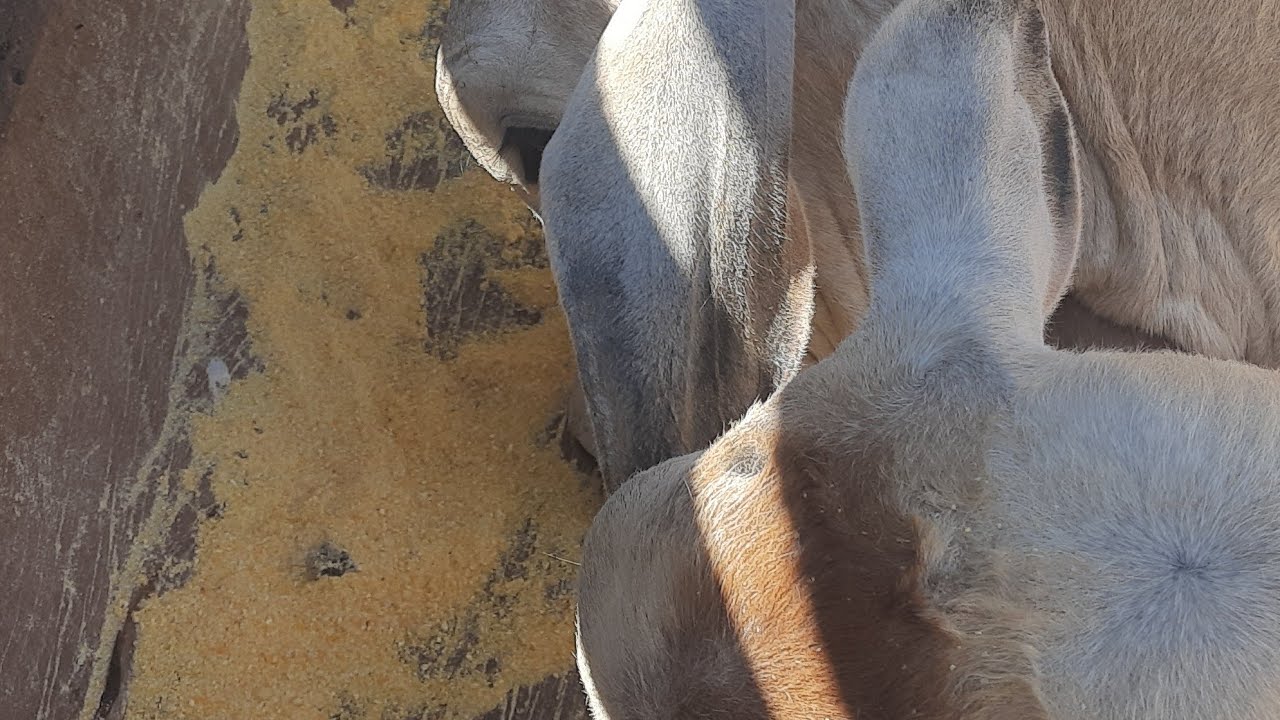 TORTA DE ALGODÃO COM FUBÁ DE MILHO PARA VACAS E COLHA BONS RESULTADOS