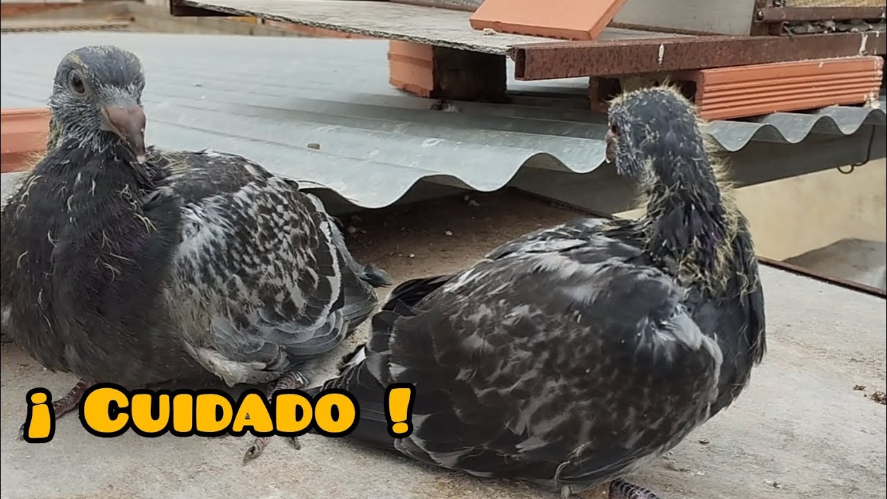 ¡ Cuidado con los reencastes ! estos son los resultados.. palomos deportivos ♥️