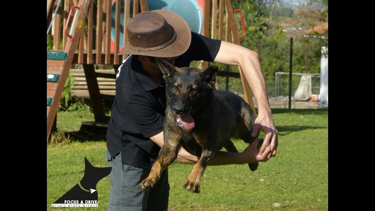 תירוצים של אנשים שאין להם כלב.. It's All About Dogs