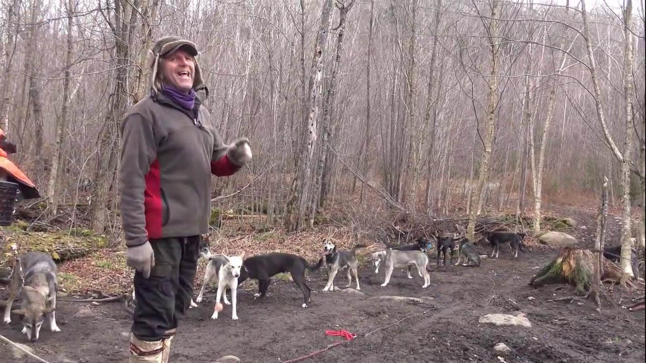 Entrainement des chiens de traîneaux avec Normand Casavant