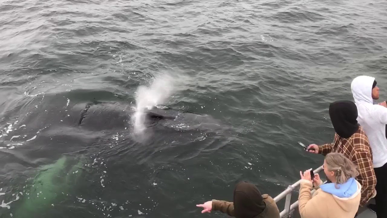 Curious Humpback Whale
