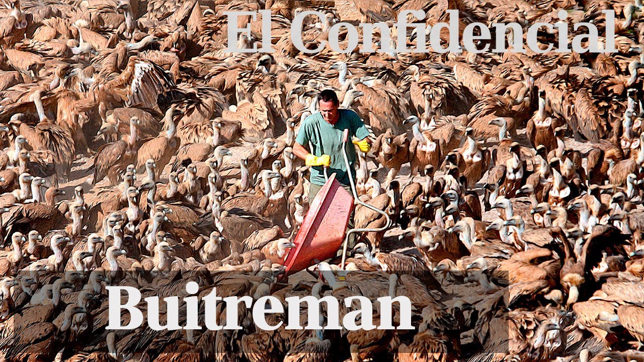 Así se alimenta a 300 buitres a la vez. La historia de Buitreman.