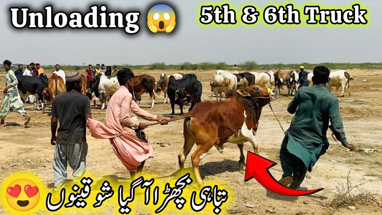 Live 5th & 6th Truck Unloading At Northern Bypass Cow Mandi Karachi | 5 April 2026 | Cow Mandi 2026.