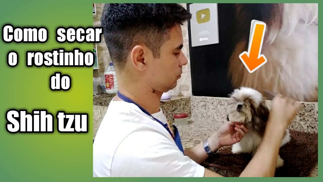 Como secar o rosto do Shih tzu ?