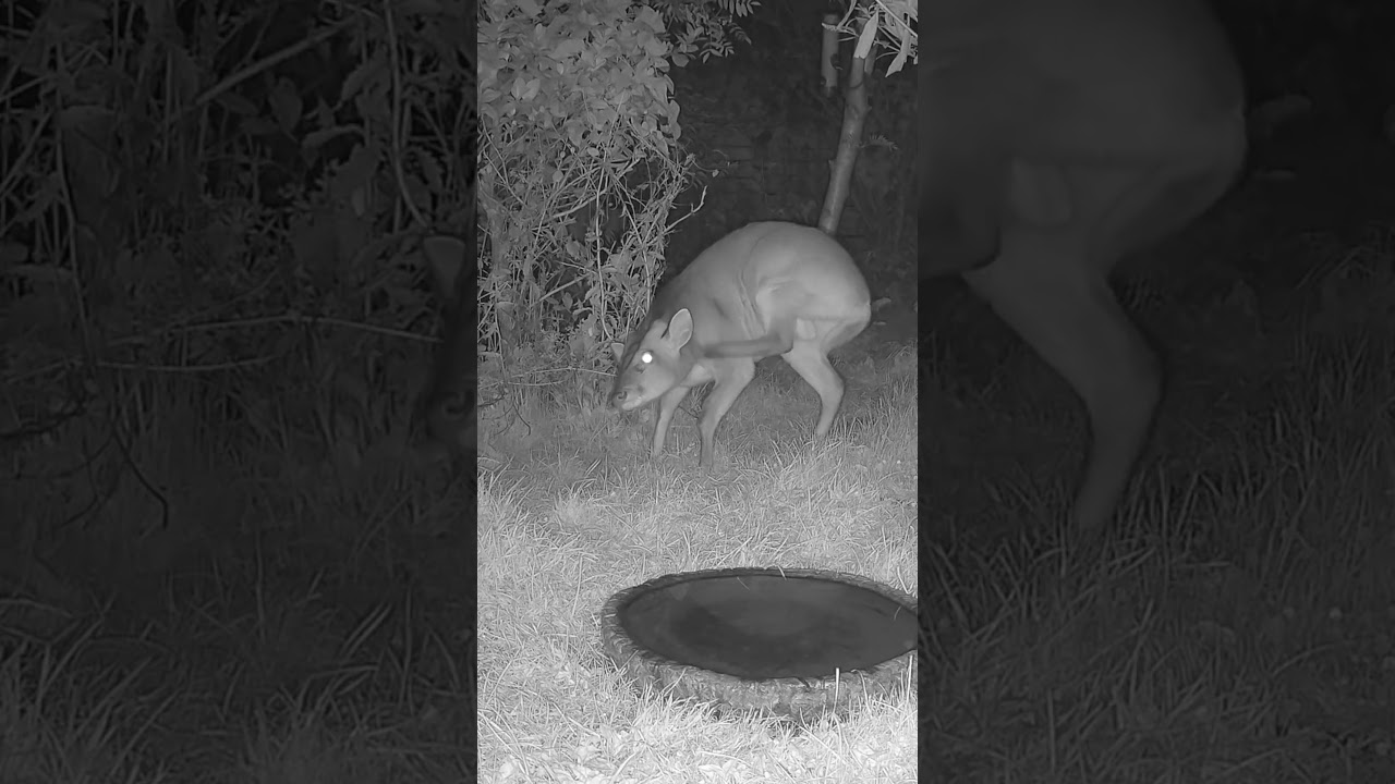 Wild Garden Muntjac Buck #shorts