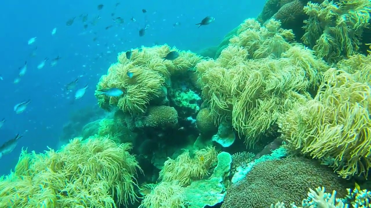 Snorkeling Gam Bay - Raja Ampat, Indonesia