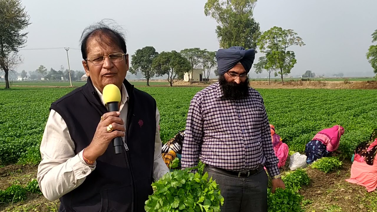 धनिया की खेती कर किसान ले रहे लाभ श्रमिक महिलाओं का रोजगार बड़ा