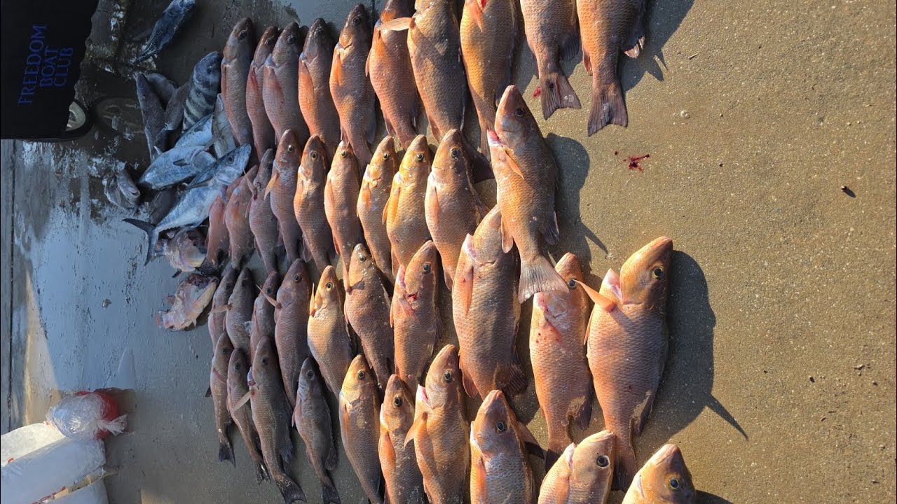 Winter Time Snapper 01072026