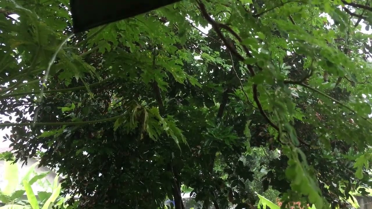 Thunderstorm Rain Sound in the Contryside: Relaxing Ambience with Distance Thunder & Heavy Rain