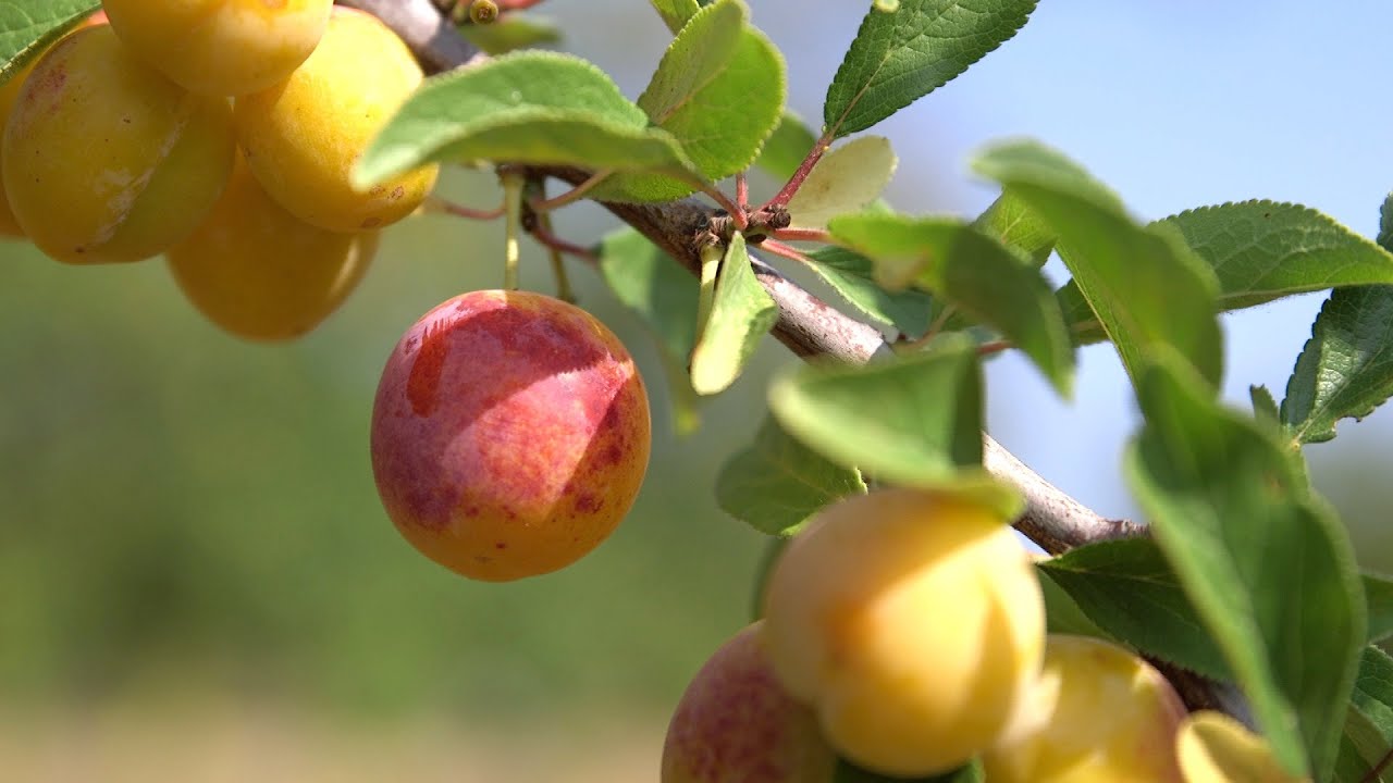 Récolte des mirabelles : le fruit plutôt que l'alcool