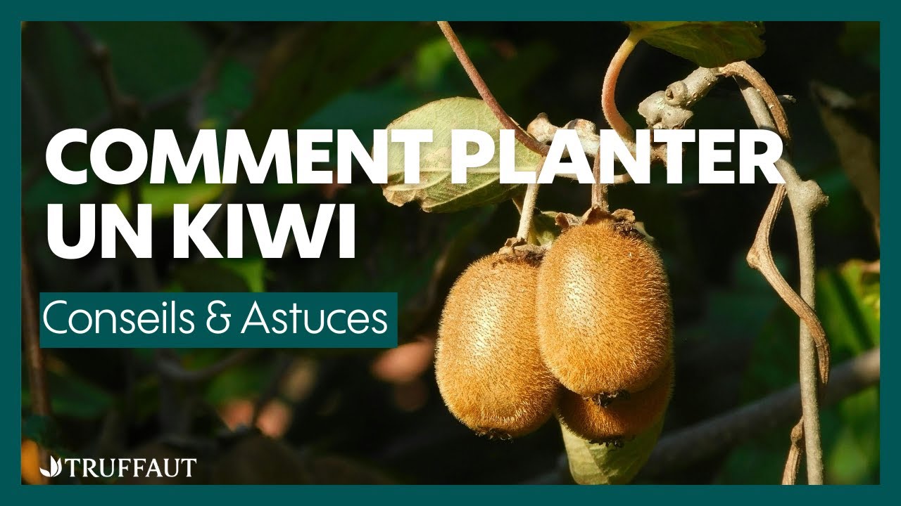 Comment planter un kiwi : nos conseils pour un verger gourmand ! - Truffaut