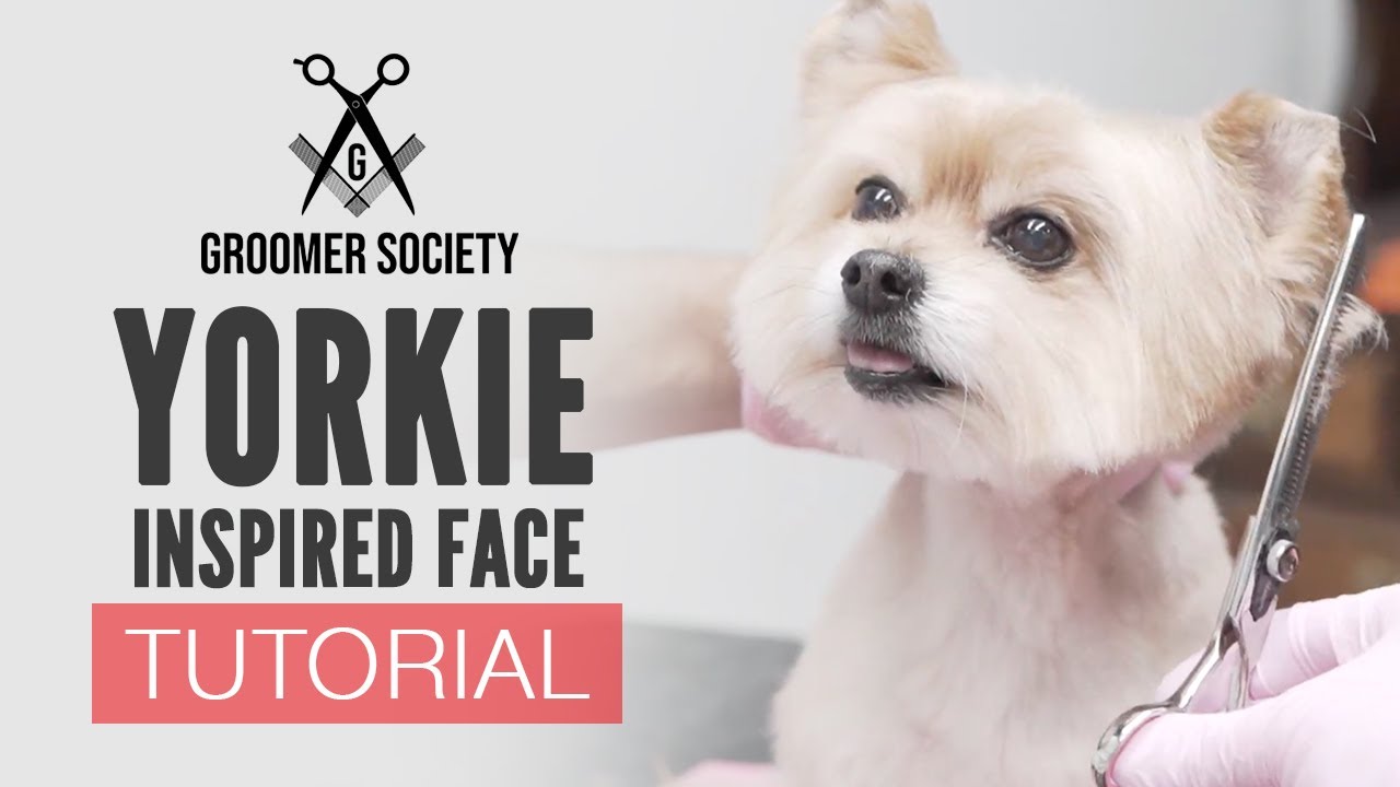 Yorkie Inspired Face Trim (Yorkie Haircut)