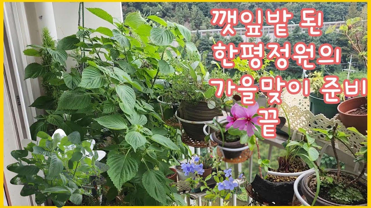 깻잎밭 된 한평정원 가을준비 끝~~