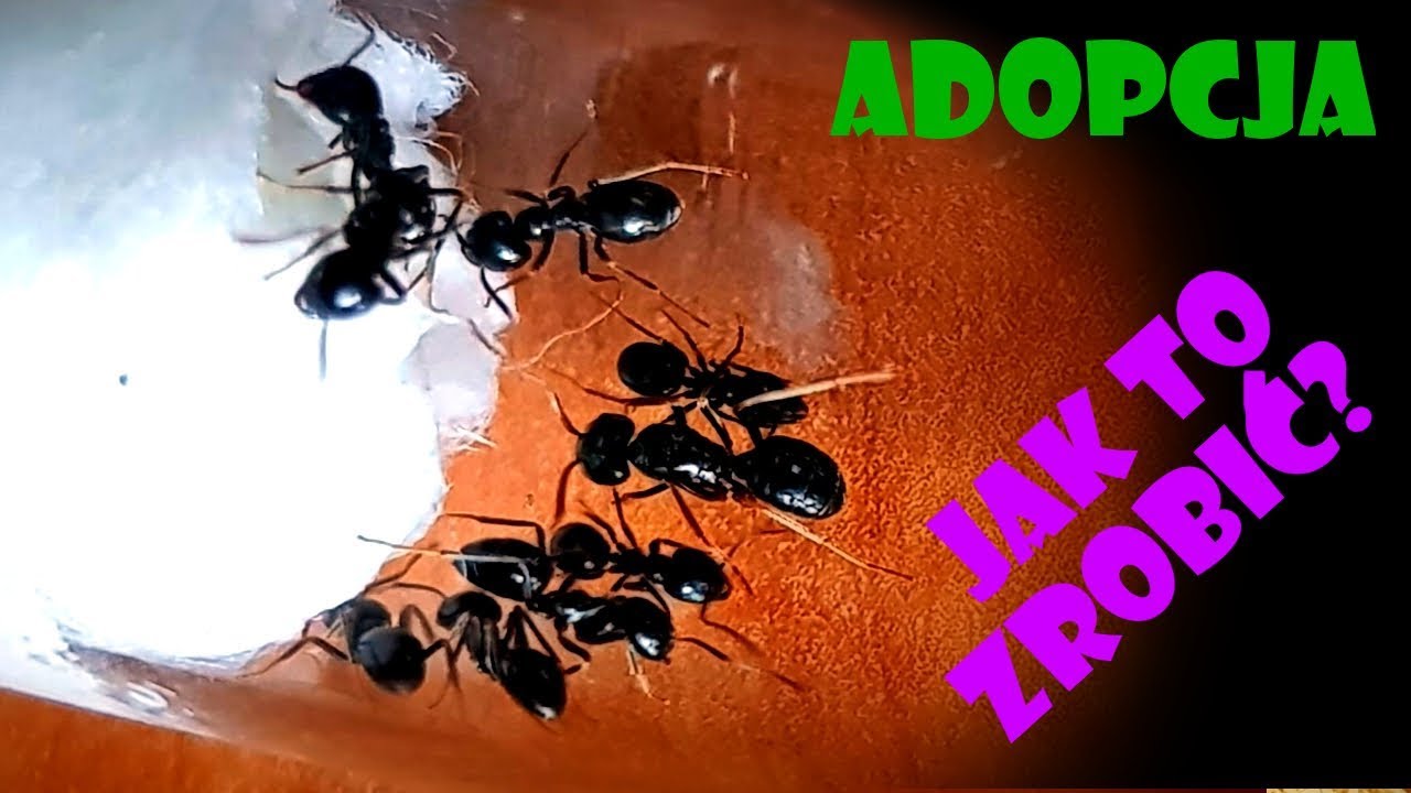 [Mrówki] Poradnik #3 Adopcja- jak to zrobić?