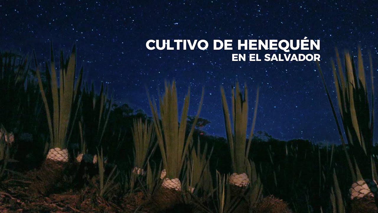 Cultivo de henequén en El Salvador