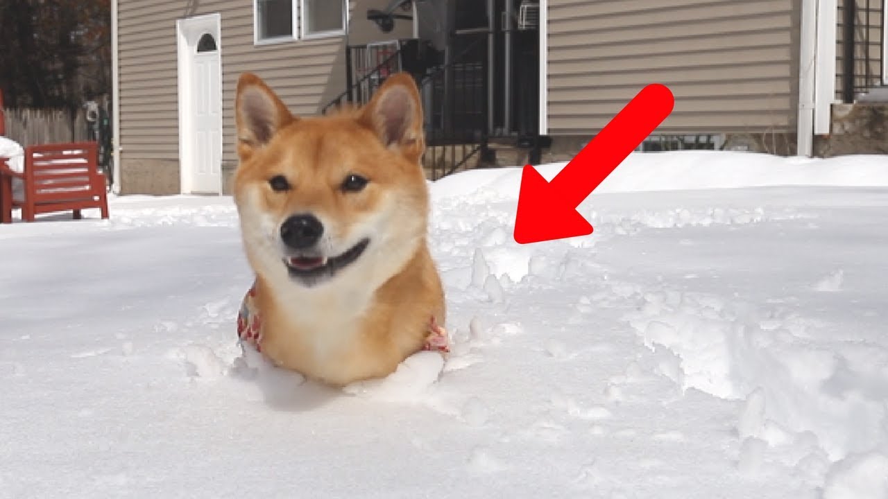 DOG JUMPS INTO 16 INCHES OF SNOW!