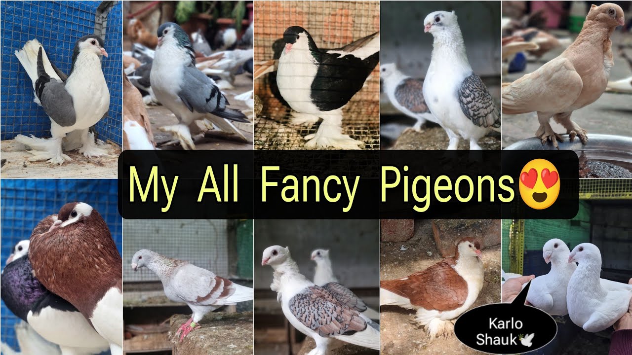 LOFT Ke Sabhi Kabutaron Ka Shauk😍 2025 Best Fancy Pigeons Collection!💫🕊