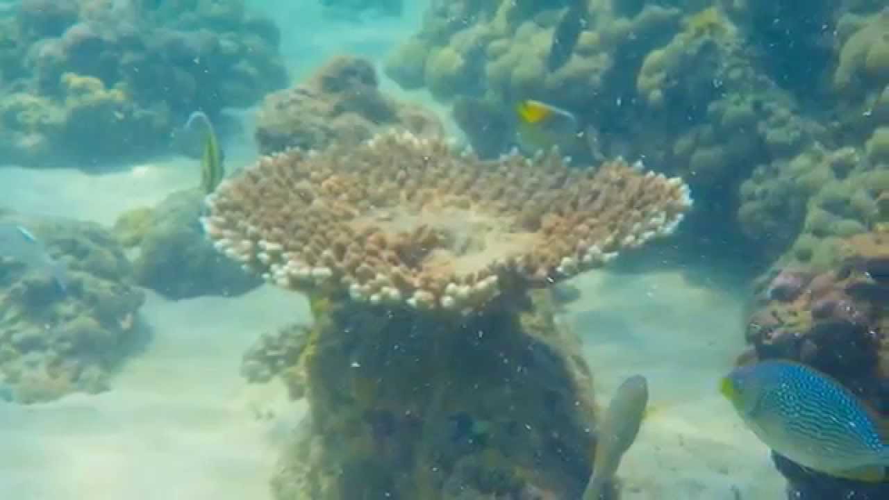 Khao Lak is fantastic for Snorkeling