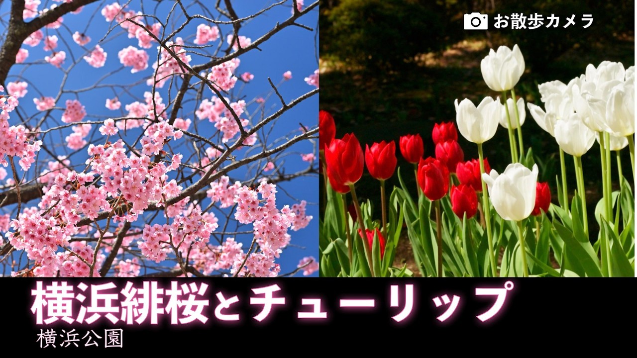 ⛲️横浜公園　🌸桜と🌷チューリップが咲き始めた