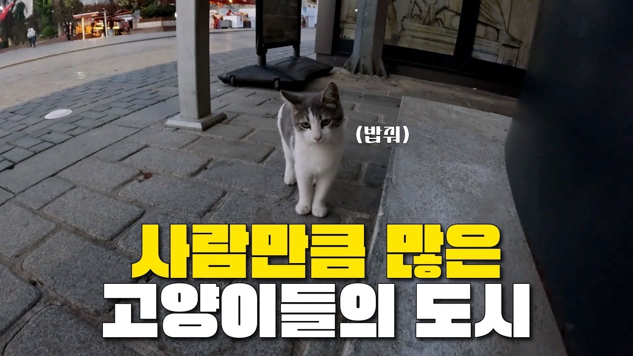 고양이들에게 점령당한 미쳐버린 물가의 도시 - 세계여행(11)