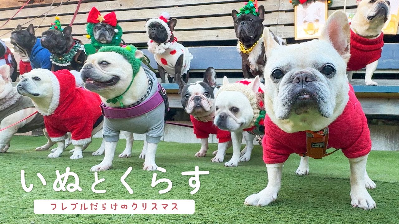 「ぶひぶひ」フレンチブルドッグこうめさんと愉しむクリスマスパーティ