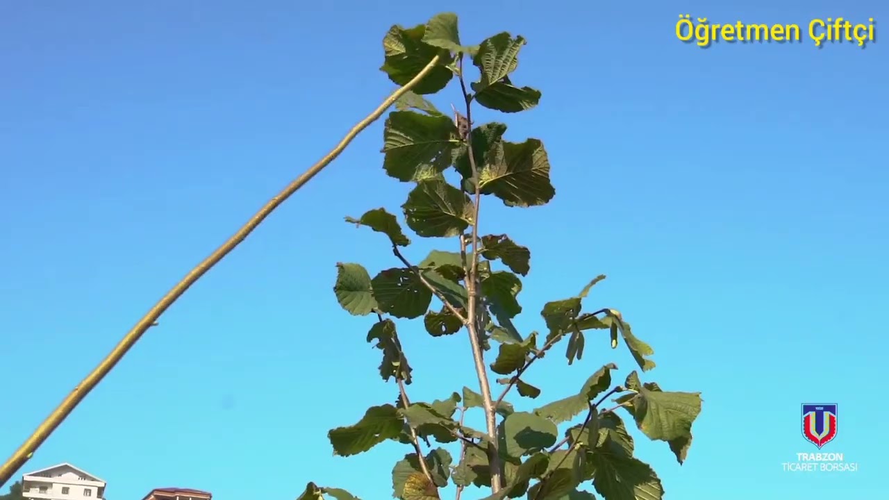 Tek gövde çakıldak da tepe vurumu nereden yapılmalı #budama #delisava #mustafaşahin