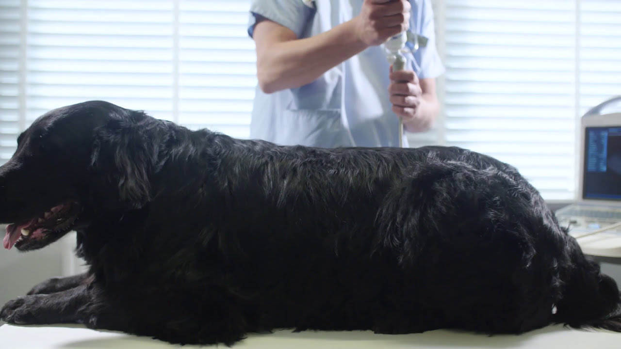 Collegium Medyczne Medica - szkoły z sercem, zawody z pasją!