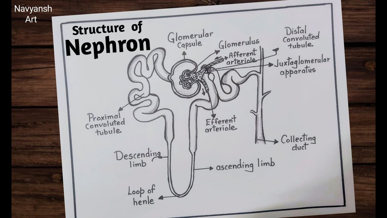 How to draw Nephron diagram easily / Draw Structure of Nephron / Nephron diagram drawing CBSE