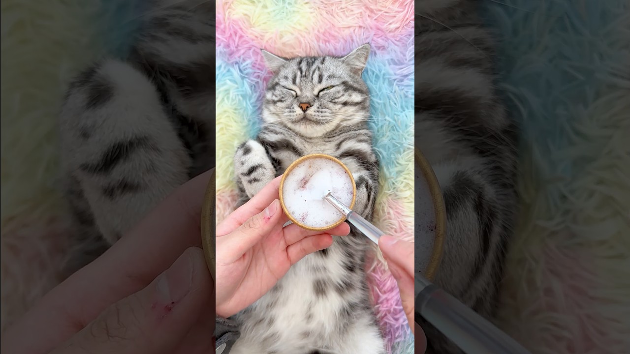 ASMR Cat Caring: Join Me for a Kitten Paws Spa Session! 🐾😻 #catlike #kittytv #mycat #catcare #fyp