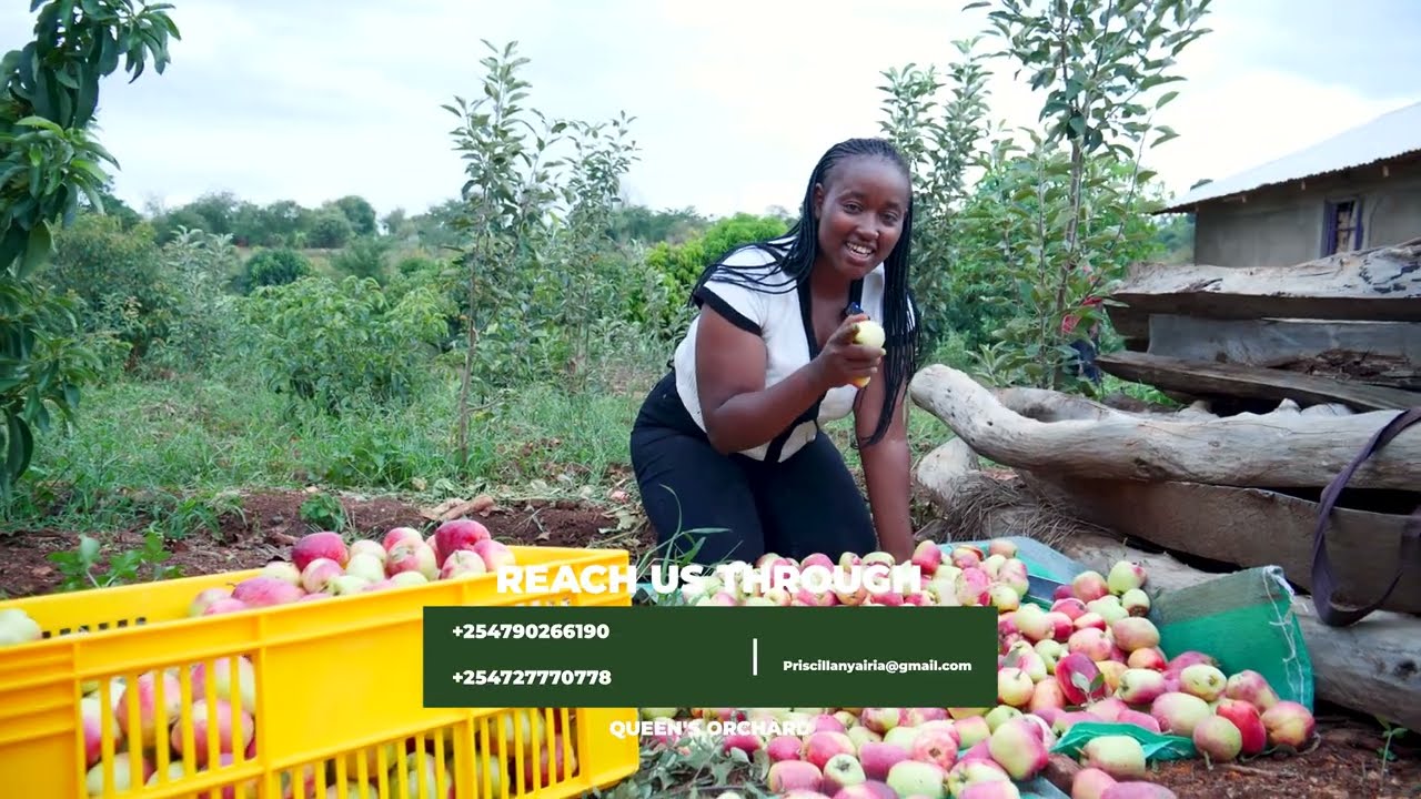 HARVESTING WAMBUGU APPLES IN MERU COUNTY MITUNGUU#appleseedlings #wambuguapples 
