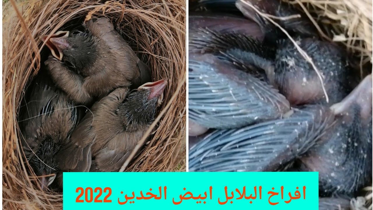 #البحث_عن #فراخ البلابل🐦 2022   (#2)
