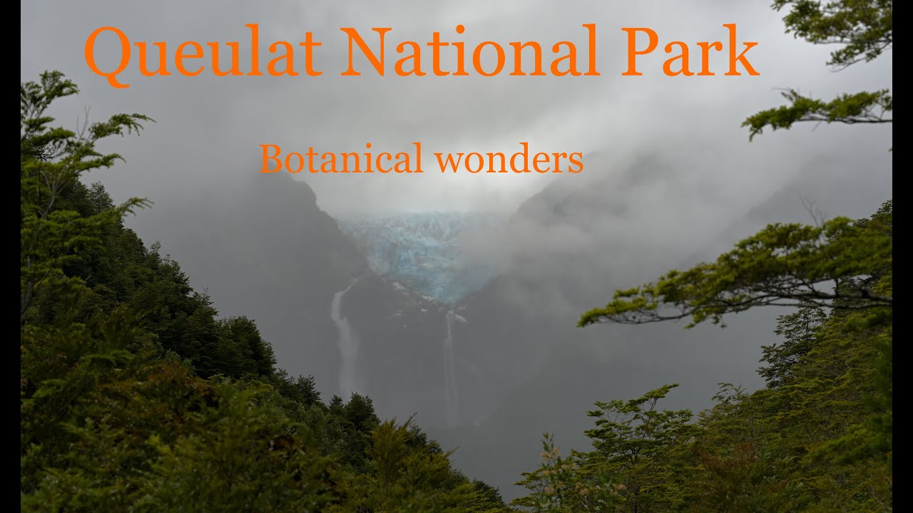 Queulat National Park. Local flora, botanical wonders. Hanging glacier trail. Ferns and lichens.
