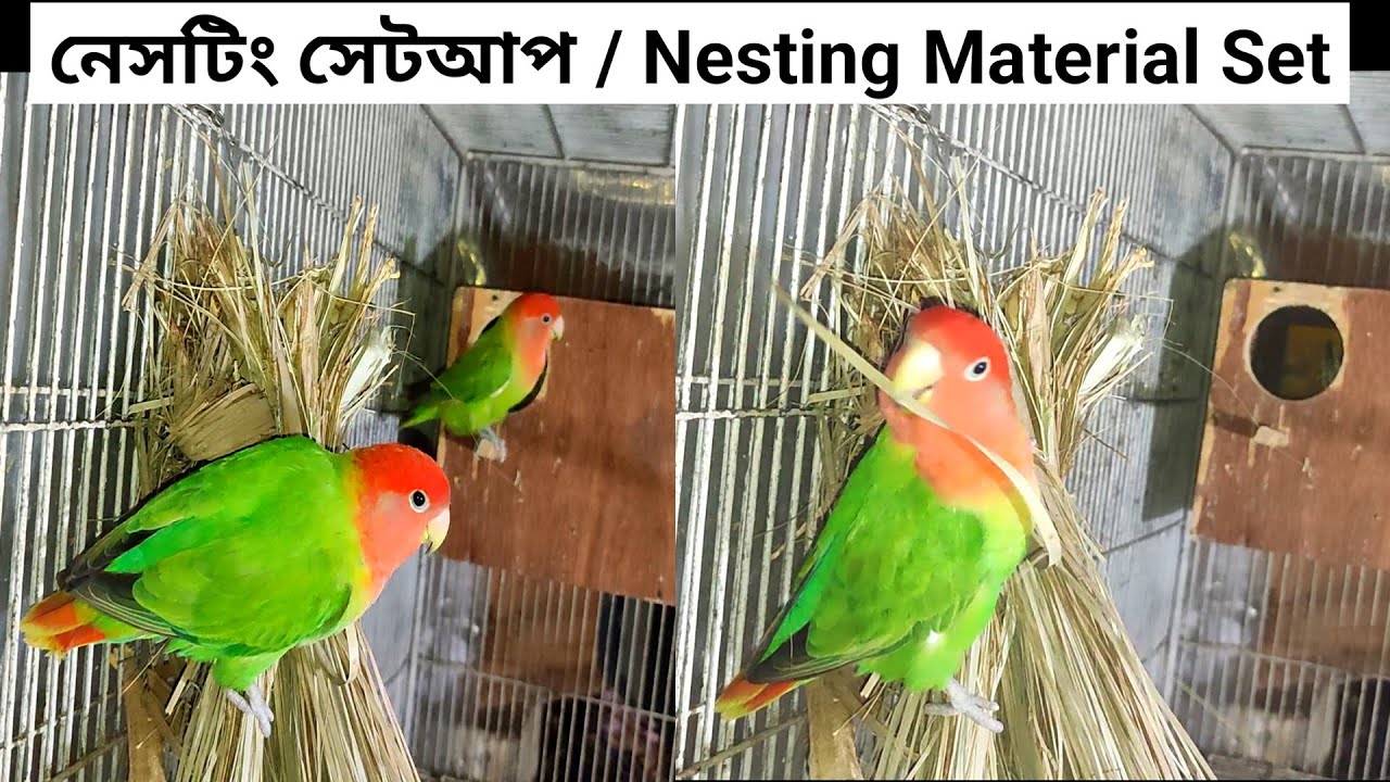 How To Set Love Birds Nesting Material