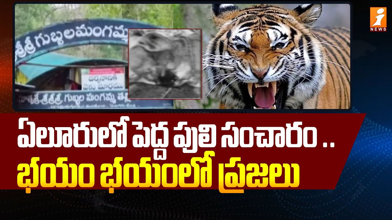 ఏలూరు లో పెద్ద పులి సంచారం..భయం భయంలో ప్రజలు | Tiger Hulchul In Eluru District | iNews