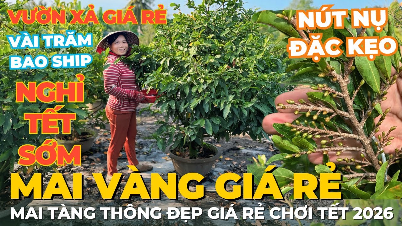 22-01 CHỊ XUYÊN Giao Lưu Mai Vàng Giá Rẻ, Xả Vườn Mai Tàng Thuần Chậu Chơi Tết 2026 • THÀNH TRỌNG LÊ