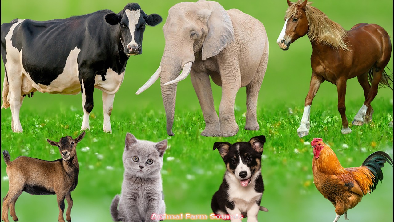 Adorable Farm Animal Moments: Cow, Sheep, Bee, Cat, Chicken, Pig, Goat, Duck – Animal Video