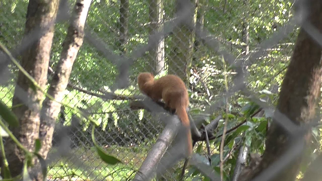 Siberian weasel in Poznan Zoo