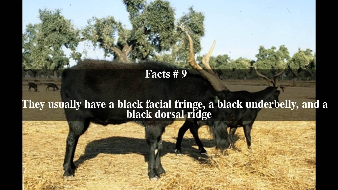 Verata goat Top # 14 Facts