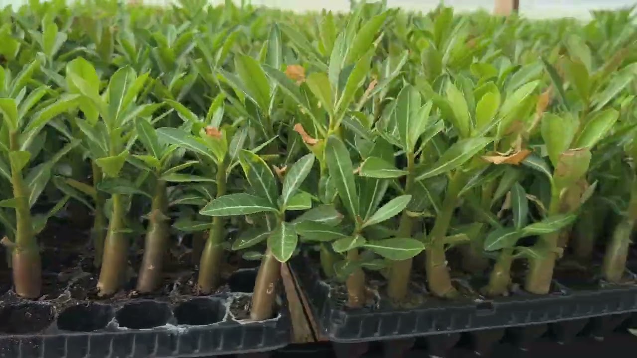 Rosas do deserto gigante por r$ 35 apenas 😍