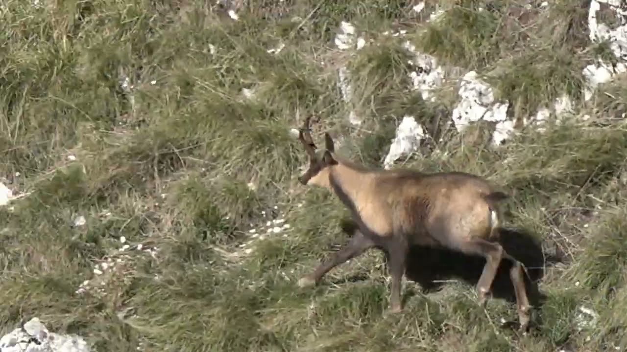 Camoscio dei Monti Sibillini