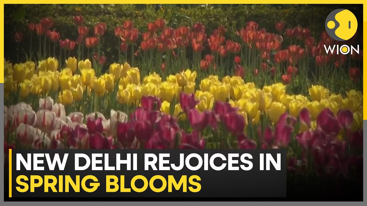 Spring in Full Bloom: New Delhi Welcomes the Season with Color and Cheer | WION