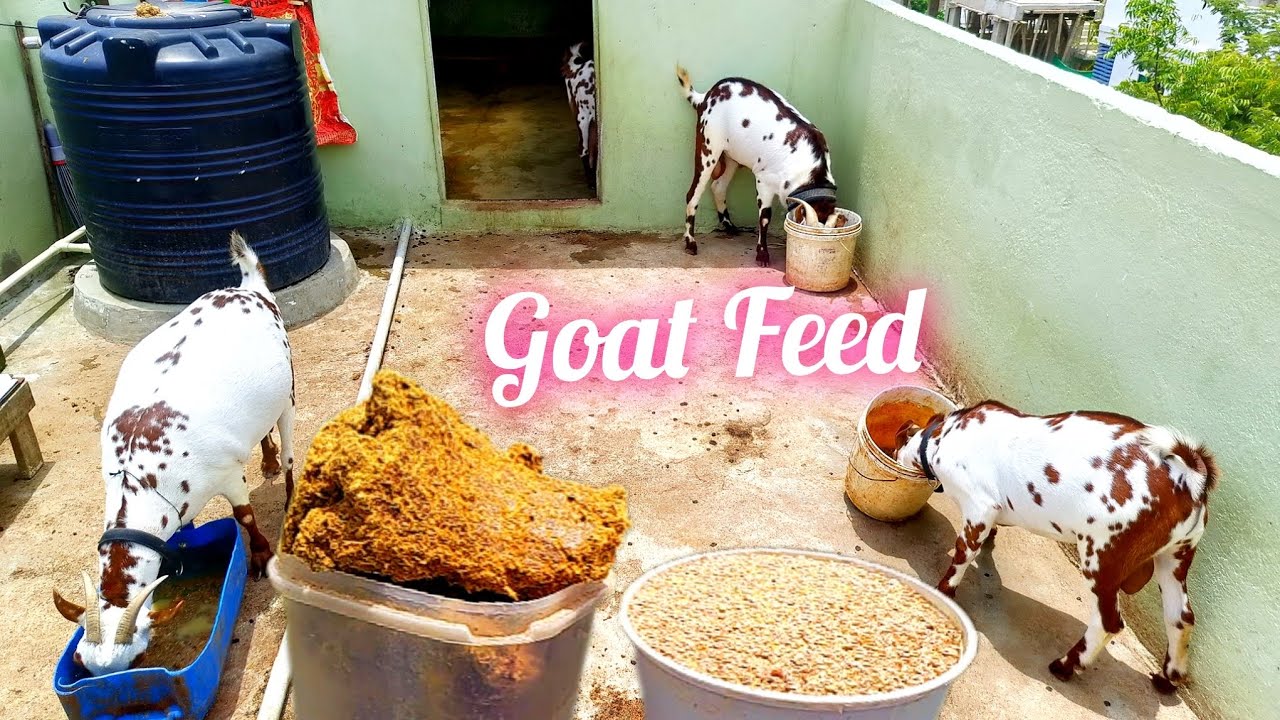 Goat Feed | Feeding Barbari Goats #argoatfarmts