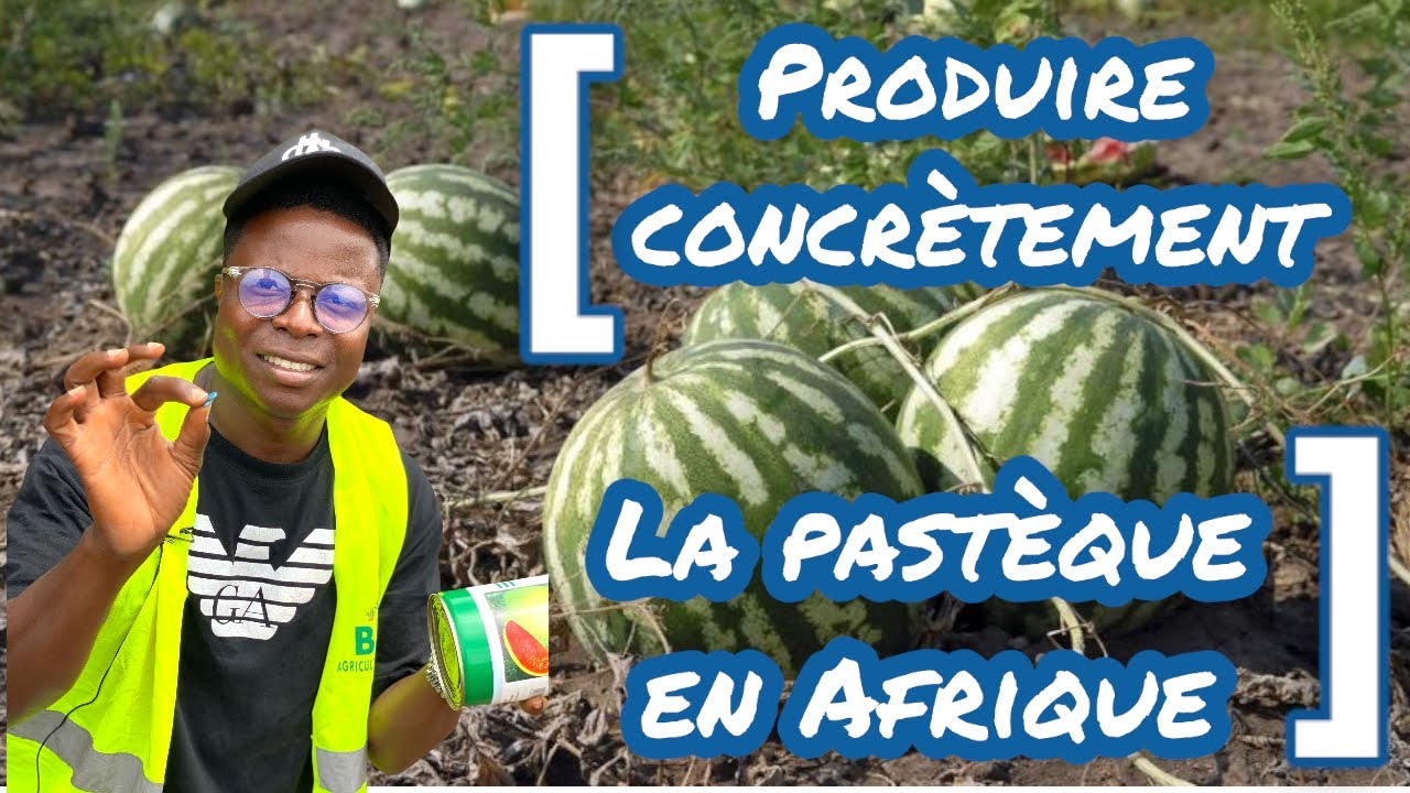 Produire concrètement la pastèque en Afrique.