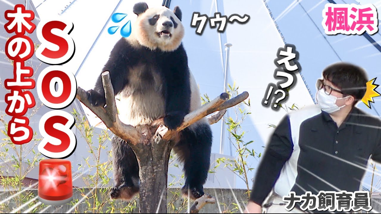 【パンダアイドル楓浜】大好きな声に安心して笑顔に戻るまでのエピソード🐼