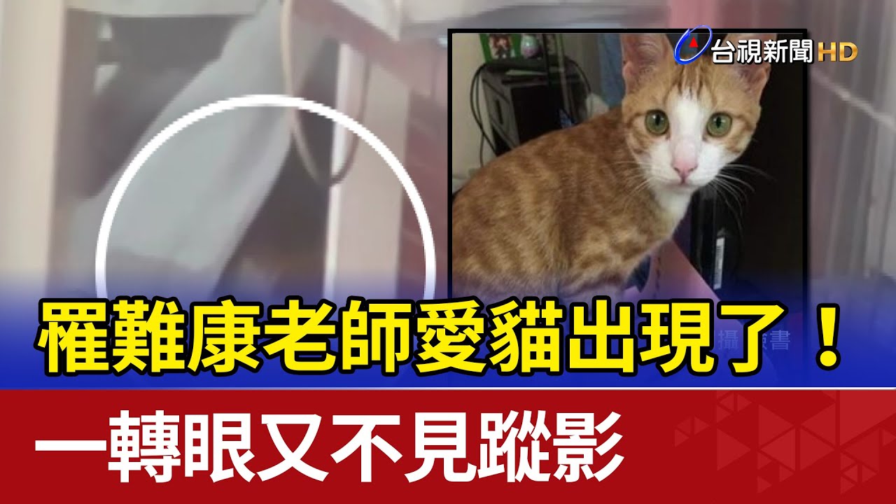 罹難康老師愛貓出現了！ 一轉眼又不見蹤影
